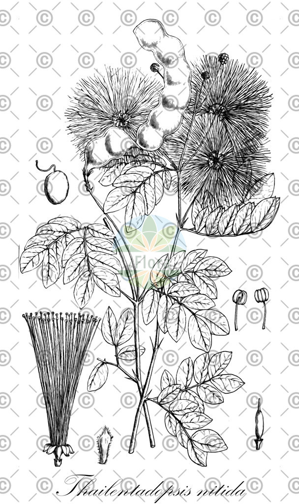 HistAbb_7Q46V_2_ENZY_Simple | Historische Abbildung von Thailentadopsis nitida - Fabaceae | Historical Illustration of Thailentadopsis nitida - Fabaceae