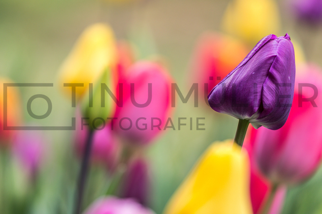 _04A4245 | Tinu Müller Fotografie- Bildershop - Realisiert mit Pictrs.com