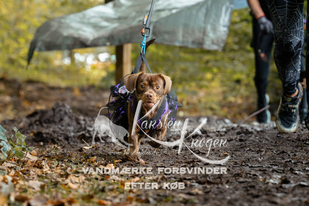 1422DZ6_1740Z6 | kk-dogfotos