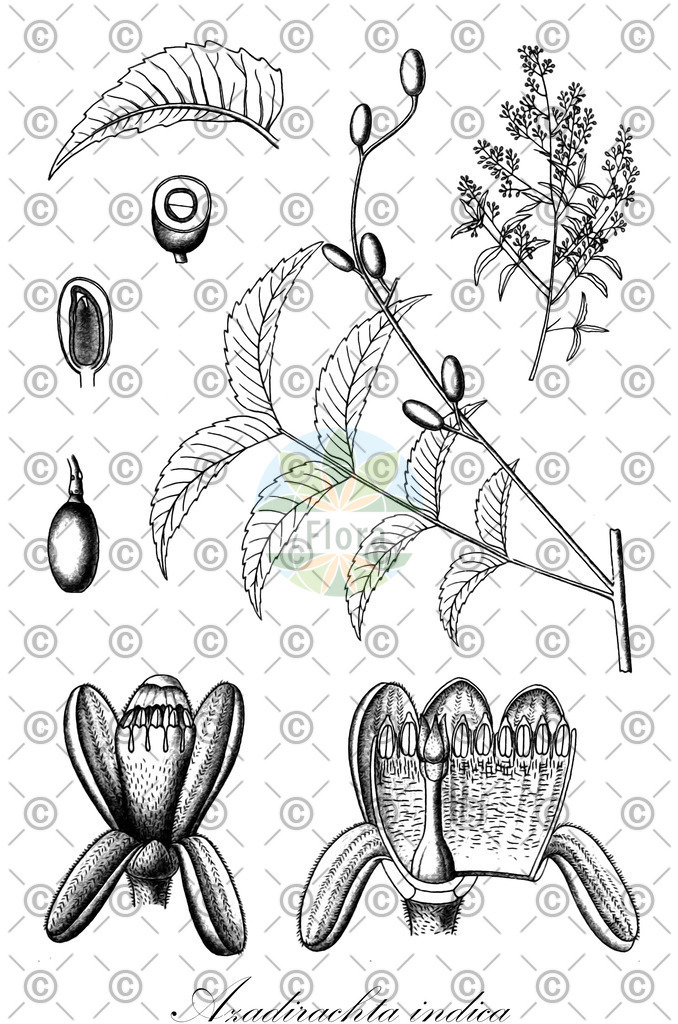 HistAbb_wfo-0000557989_1_ENZY_Simple | Historische Abbildung von Azadirachta indica - Meliaceae | Historical Illustration of Azadirachta indica - Meliaceae