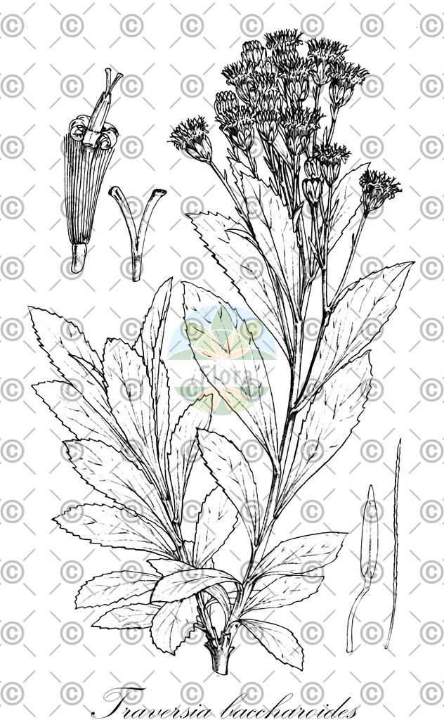 HistAbb_wfo-0000458037_1_ENZY_Simple | Historische Abbildung von Traversia baccharoides - Asteraceae | Historical Illustration of Traversia baccharoides - Asteraceae
