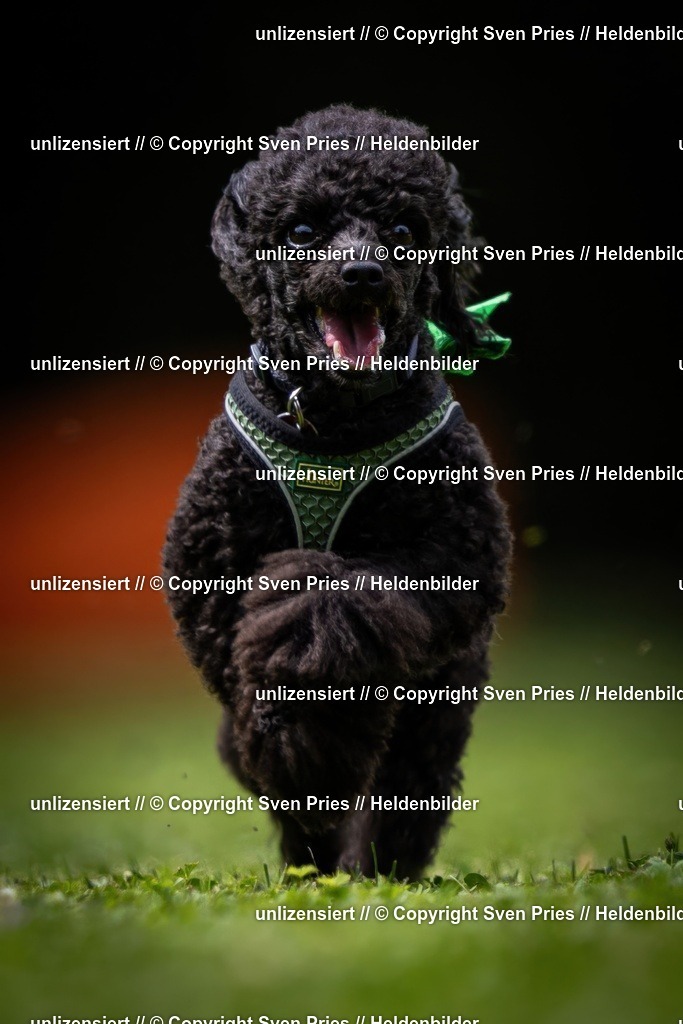 Sven Pries | 19. Allgemeines Hunderennen Karlsruhe Durlach - Realisiert mit Pictrs.com