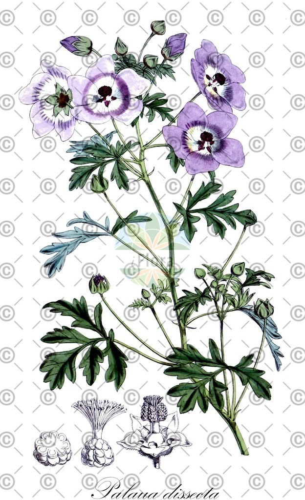 HistAbb_wfo-0000263038_1_ENZY_Simple | Historische Abbildung von Palaua dissecta - Malvaceae | Historical Illustration of Palaua dissecta - Malvaceae