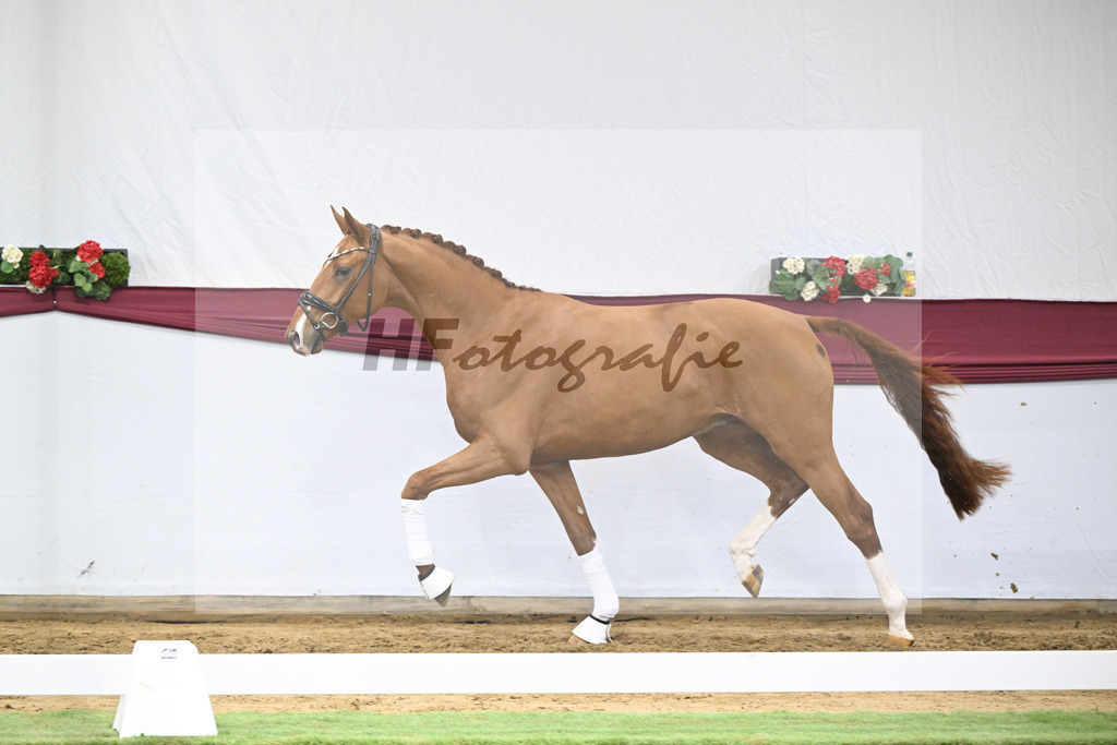 Kat-Nr. 27 Escaneno x Diamond Hit_Schulze Averdiek Sportpferde und Aufzucht GbR_47250886 | hf-fotografie - Realisiert mit Pictrs.com