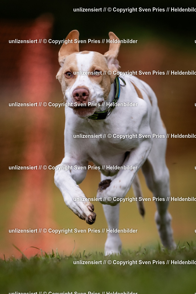 Sven Pries | 2024-04-21 - Hunderennen Baden-Oos
Foto: Sven Pries - Realisiert mit Pictrs.com