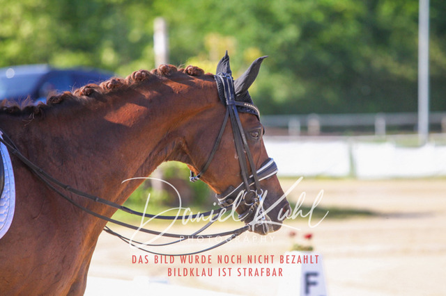 DKP42681 | Turniersportfotografie; Pferdefotografie; Dressurfotografie