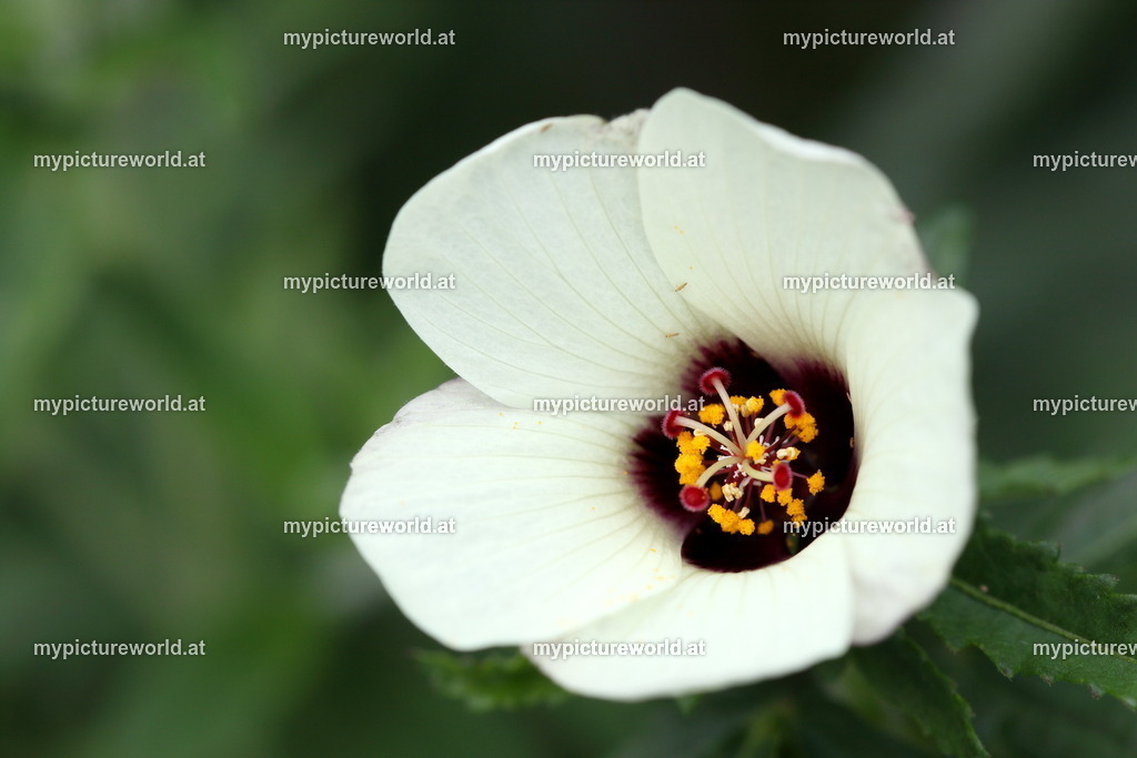 Stundenblume-004 | Das Bilderarchiv über Tiere, Planzen und Landschaften. In der Bilddatenbank finden Sie ein große Auswahl an hochwertigen Bilder für Ihre Werbung - Realized with Pictrs.com