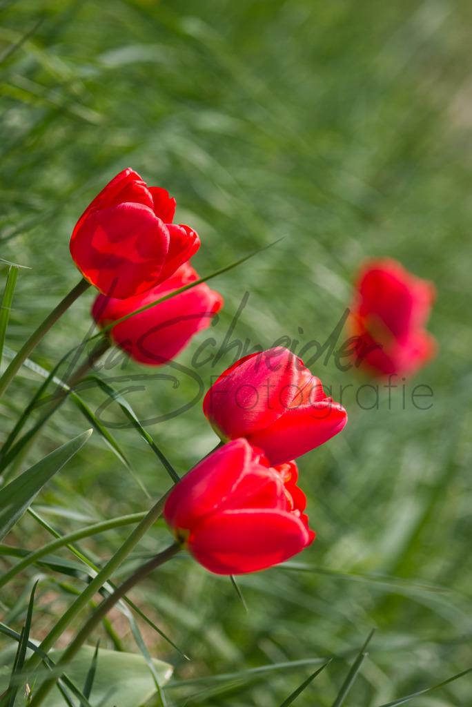 Natur & Tiere 16 | Tulpen auf Rügen am Kap Arkona - Realisiert mit Pictrs.com