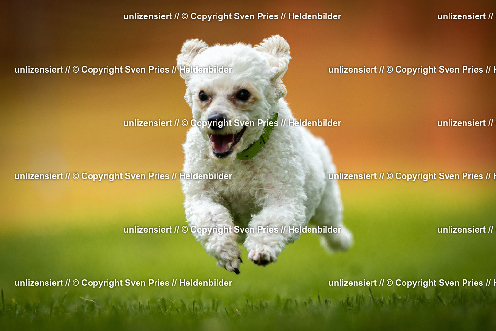 Sven Pries | 2025-09-21 - Hunderennen Baden-Oos - Realisiert mit Pictrs.com