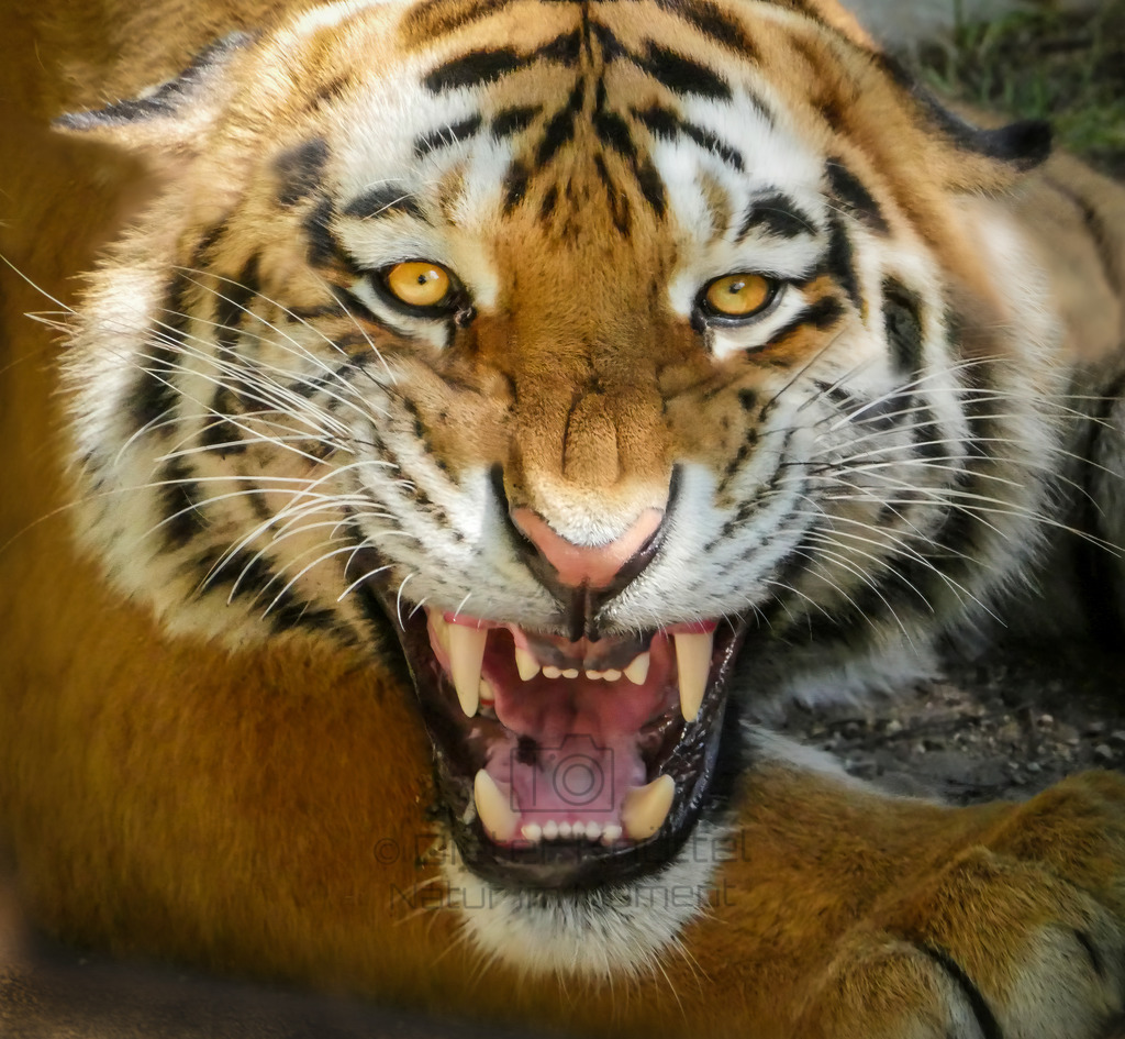 Tiger | Ein Tiger faucht mich ditekt an - Realisiert mit Pictrs.com