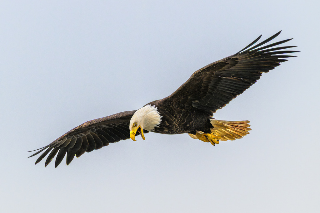 2025-327 | Weißkopfseeadler an der Pazifikküste in Alaska bei Anchor Point, Kenai Peninsula. - Realisiert mit Pictrs.com