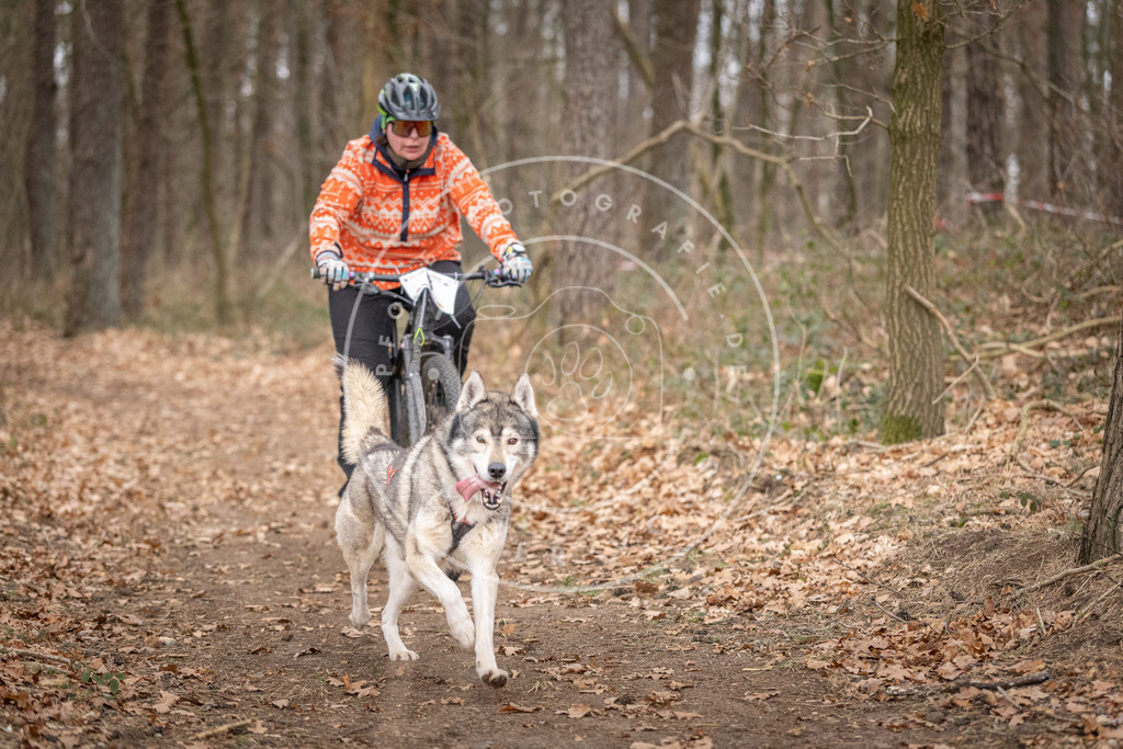 Pfotenfotografie_DV3A6436 | Hundefotografie, Tierfotograf, Pfotenfotografie, Fotoshooting Hund, Hunde Portrait, Hundesport, Hundeportraits, Heideshooting, Hunde, Sportfotograf, Hundefotograf, Turnierhundsport, THS,  - Realisiert mit Pictrs.com