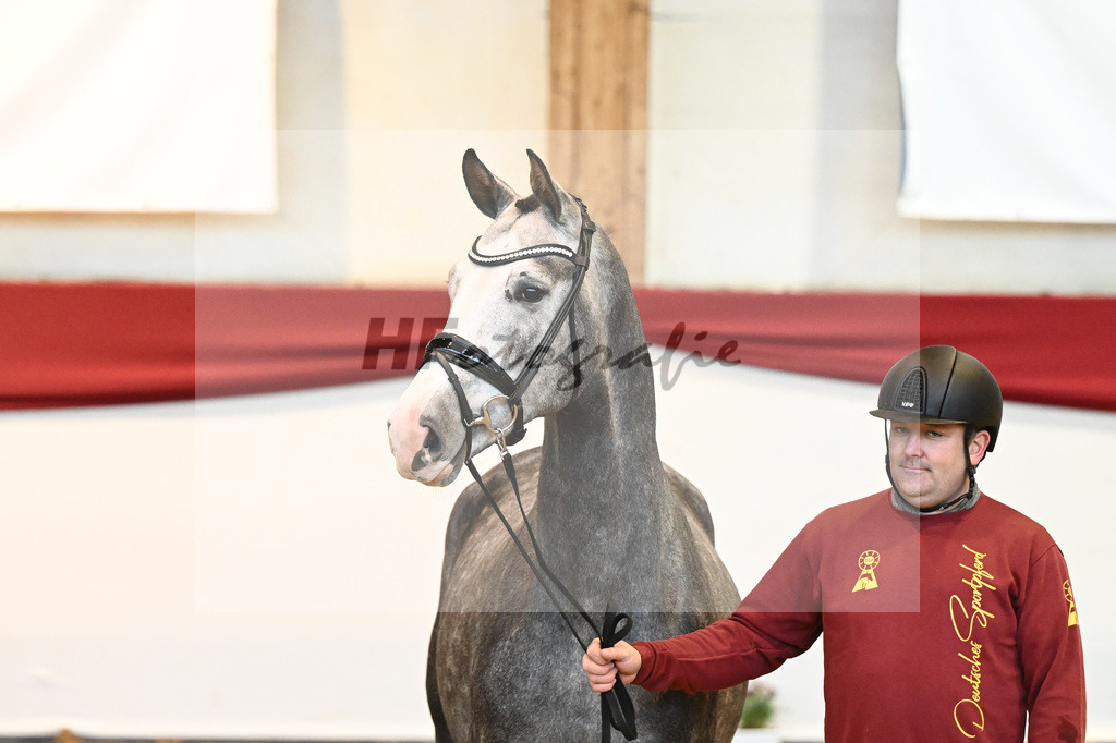 Kat-Nr. 4 Benicio x Livaldon_Schulze-Averdiek_43231551 | hf-fotografie - Realisiert mit Pictrs.com