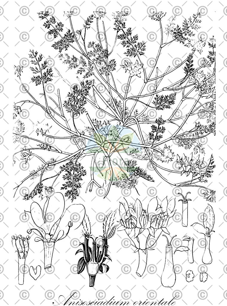 HistAbb_wfo-0000537464_2_ENZY_Simple | Historische Abbildung von Anisosciadium orientale - Apiaceae | Historical Illustration of Anisosciadium orientale - Apiaceae