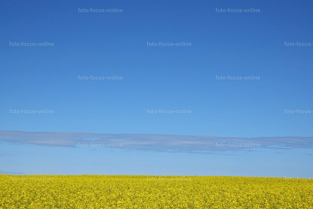 Rhapsody in yellow | rape fields