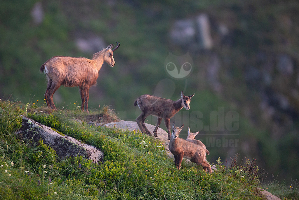 20130705061118 | Die Gemse ( Rupicapra rupicapra ) ist ein Huftier, das dank seiner aussergewöhnlichen Anpassungsfähigkeit den extremen Lebensbedingungen im Gebirge gewachsen ist. Die Gemse vereint auf eindrückliche Art Widerstandskraft, Gewandtheit und Robustheit. Während sie früher in die schwer zugänglichen Gebirgsmassive zurückgedrängt wurde, ist sie heute in Wäldern mittlerer Höhe und gar in tiefen Lagen stark verbreitet. - Realisiert mit Pictrs.com