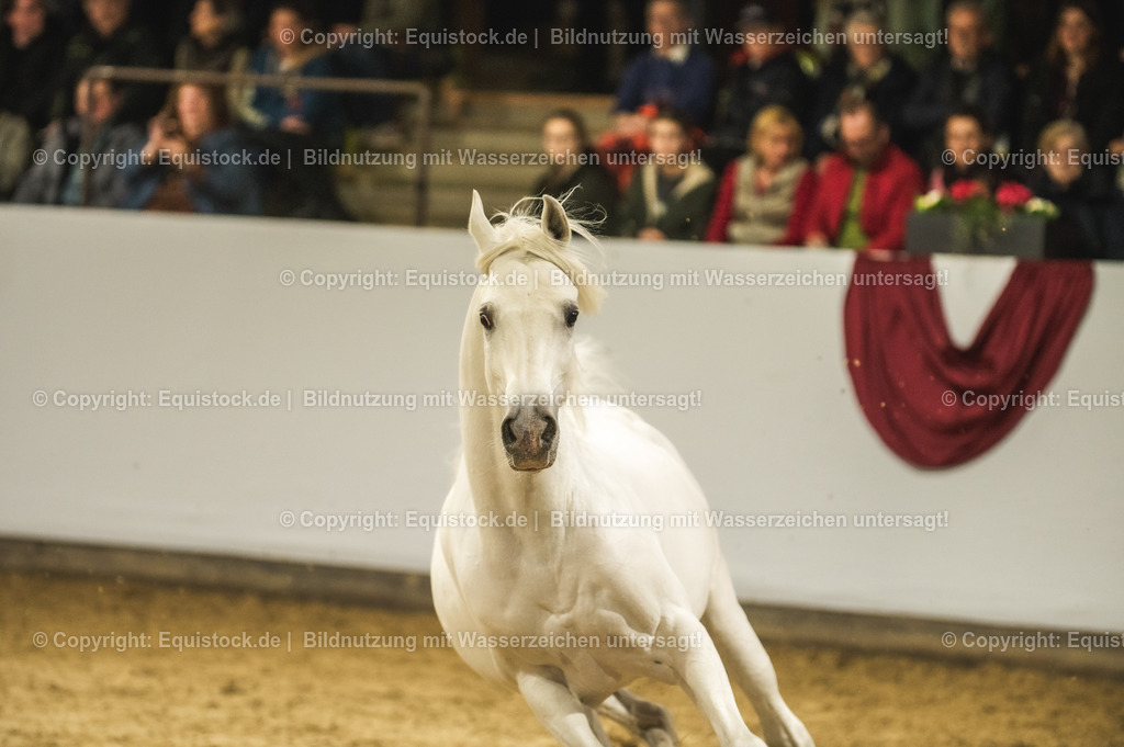 20240302_Hengstvorstellung_Marbach_TOMsPiC_1139-2 | equistock