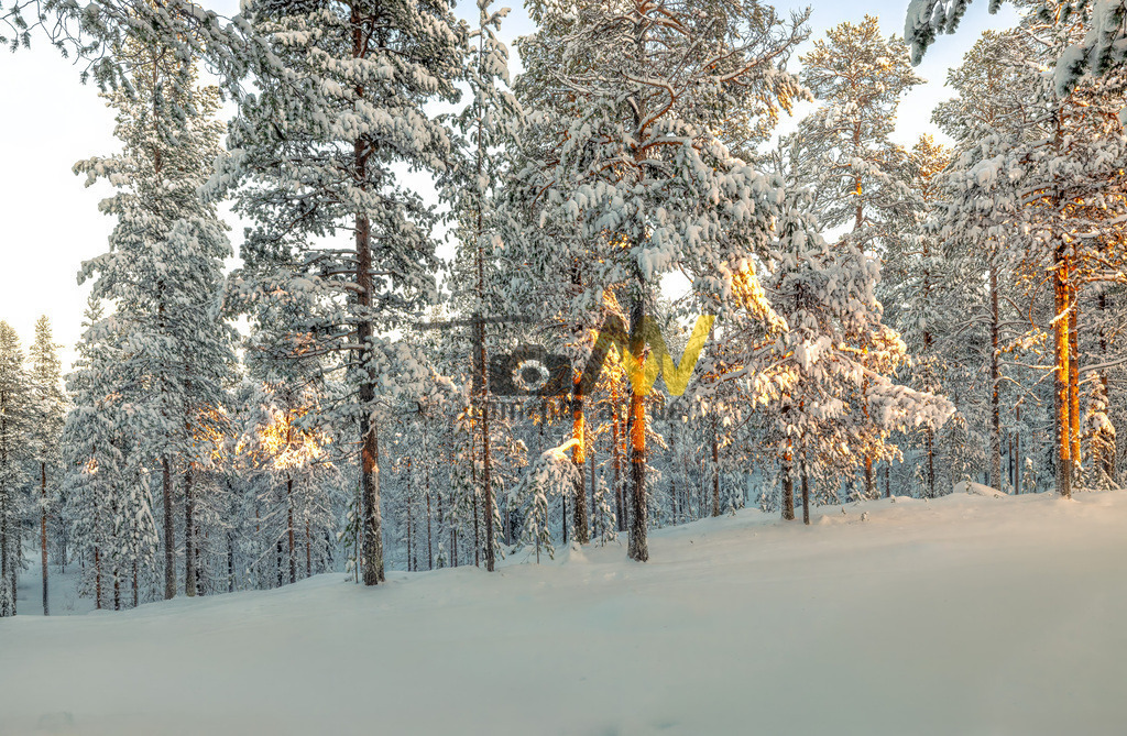Blick in einen verschneiten Wald in Lappland Schweden--Eis | Das Bild zeigt eine winterliche Waldlandschaft, die wahrscheinlich in Lappland, Schweden, aufgenommen wurde. Die Bäume, hauptsächlich Kiefern, sind stark mit Schnee bedeckt.Die Szene wird von tief stehender Sonne beleuchtet, die warmes Licht durch die Stämme und Äste filtert.Der Boden ist von einer dicken, unberührten Schneeschicht bedeckt.Die Atmosphäre ist ruhig und kalt, typisch für nordische Winterlandschaften. - Realisiert mit Pictrs.com