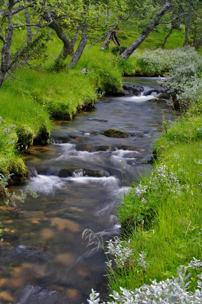 fliessender Bach | , Norwegen - July 20, 2011: Urlaubsreise in Norwegen; fliessender Bach - Realisiert mit Pictrs.com