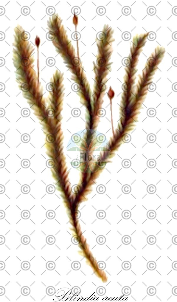 HistAbb_wfo-1000017766_1_ENZY_Simple | Historische Abbildung von Blindia acuta - Seligeriaceae | Historical Illustration of Blindia acuta - Seligeriaceae
