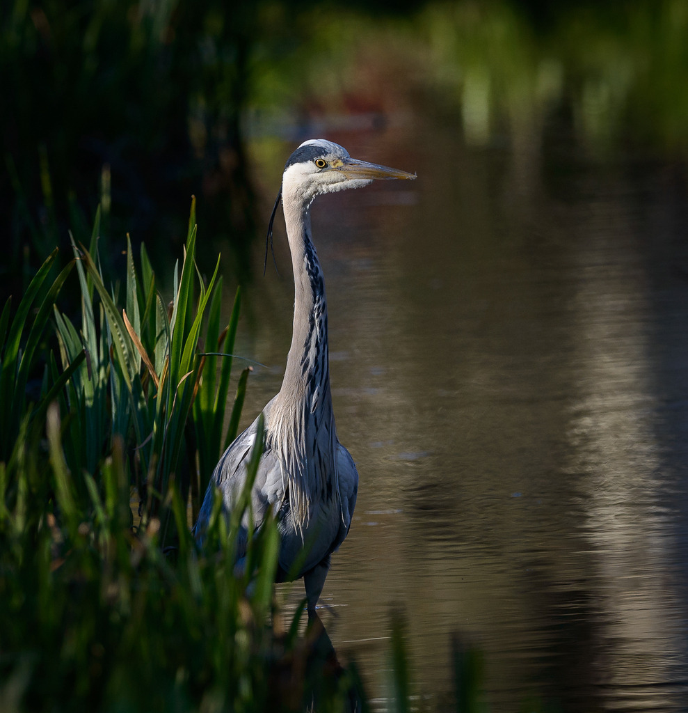 graureiher-2020-061 | Ein Graureiher (Ardea cinerea) hält im morgendlichen Licht an einem Wasserlauf Ausschau nach Beute. - Realisiert mit Pictrs.com
