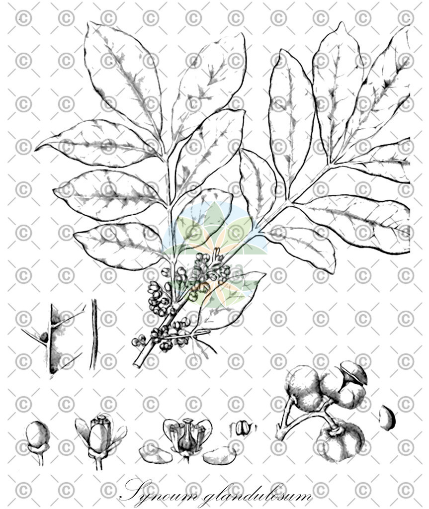 HistAbb_wfo-0000505108_1_ENZY_Simple | Historische Abbildung von Synoum glandulosum - Meliaceae | Historical Illustration of Synoum glandulosum - Meliaceae