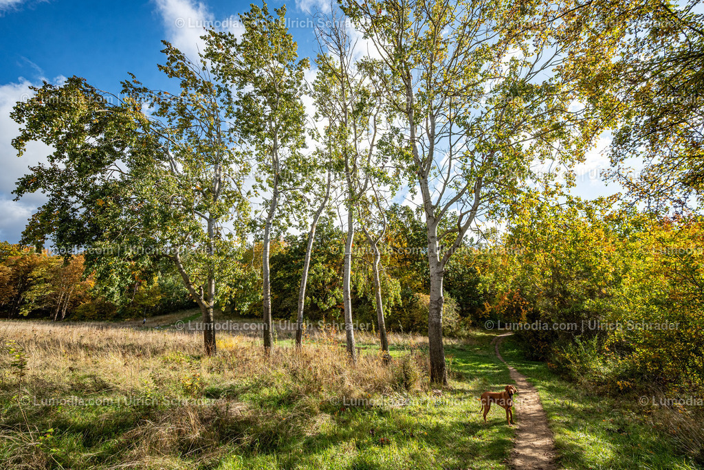 10049-13722 - Herbststimmung in den Spiegelsbergen | Stockfoto und Bilderpool mit Bildmaterial aus Deutschland, dem Harz, Halberstadt, Quedlinburg, Wernigerode und weltweit. Qualitativ hochwertige und professionelle Fotos anschauen und kaufen. - Realisiert mit Pictrs.com