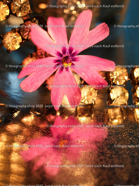 titusgraphy_P5186877-vz-ln | titusgraphy-shop: Geschenkideen mit Qualitätsfotos. titusgraphy-shop: gift ideas with quality photos. titusgraphy-shop: idées cadeaux avec photos de qualité.  - Realisiert mit Pictrs.com