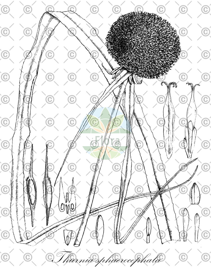HistAbb_wfo-0001115949_1_ENZY_Simple | Historische Abbildung von Thurnia sphaerocephala - Thurniaceae | Historical Illustration of Thurnia sphaerocephala - Thurniaceae