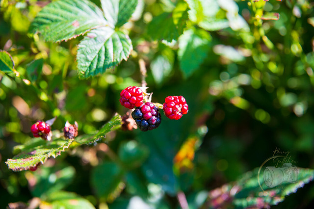 DSC_3174 | Shop für Prints Landschaftsfotografie Sächsische Schweiz Naturfotografie in Thüringen Fotos vom Findlingspark Nochten Kloster Sankt Marienstern Bilder Festung Königstein PanoramaRhododendronpark Kromlau FotogalerSchleswig-Holstein Küstenlandschaften