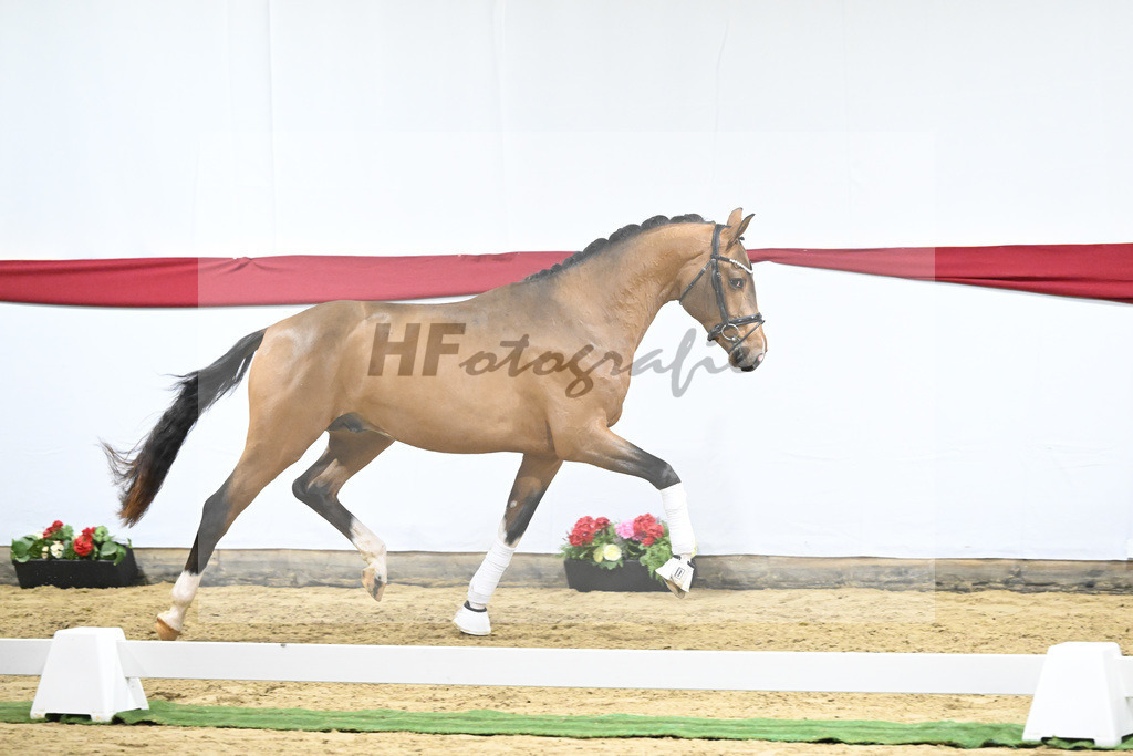 Kat-Nr. 20 v. Vaderland_Gestuet Pramwaldhof_63220590 | hf-fotografie - Realizzato con Pictrs.com