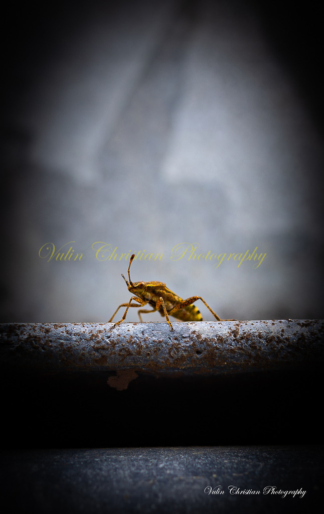 Macro 20 | Christian Vulin  - Realisiert mit Pictrs.com