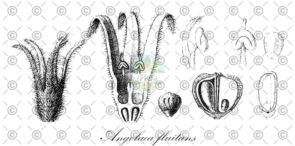 HistAbb_wfo-0000536542_49_ENZY_Simple | Historische Abbildung von Angolaea fluitans - Podostemaceae | Historical Illustration of Angolaea fluitans - Podostemaceae