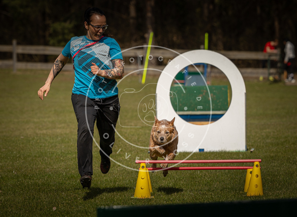 Pfotenfotografie_DV3A5839 | Hundefotografie, Tierfotograf, Pfotenfotografie, Fotoshooting Hund, Hunde Portrait, Hundesport, Hundeportraits, Heideshooting, Hunde, Sportfotograf, Hundefotograf, Turnierhundsport, THS,  - Realisiert mit Pictrs.com