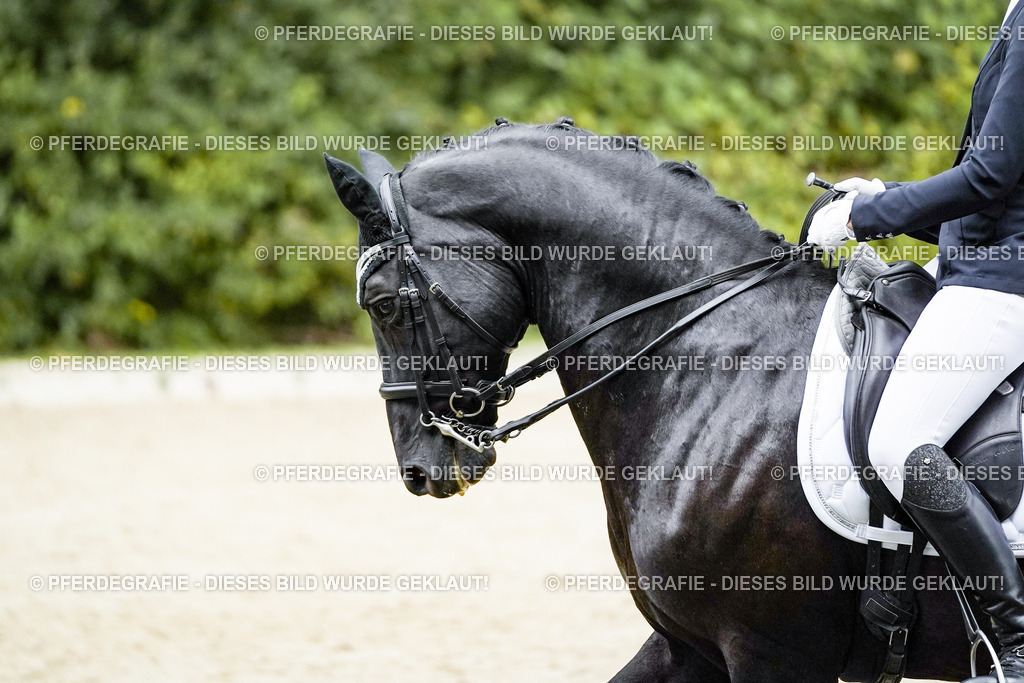 DSC09995 | Pferdegrafie