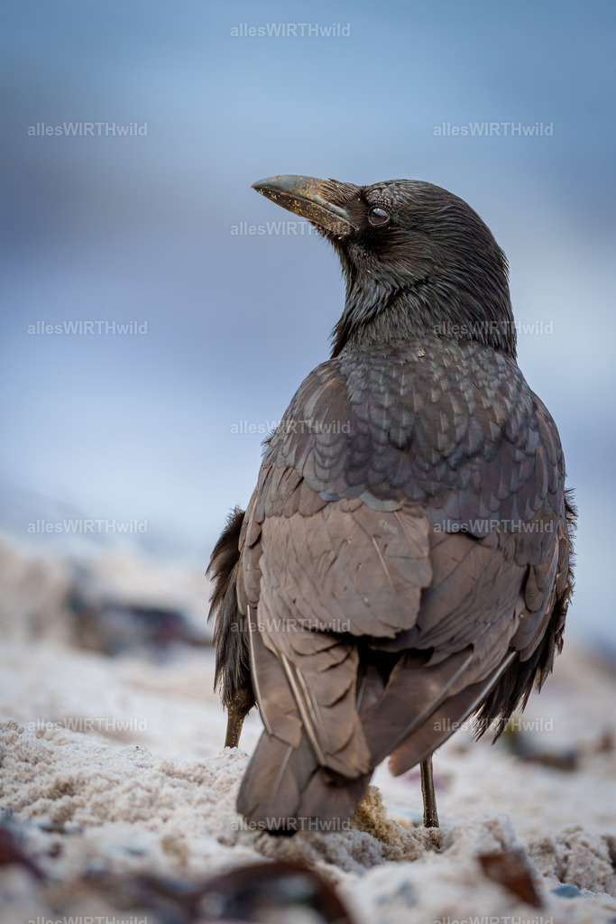 Daniel Wirth - www.allesWIRTHwild.de - 7IV09157 | Entdecke die faszinierende Welt der Natur- und Wildlife-Fotografie von Daniel und Bärbel. Inspirierende Bilder von wilden Tieren und kleinen Naturwundern.