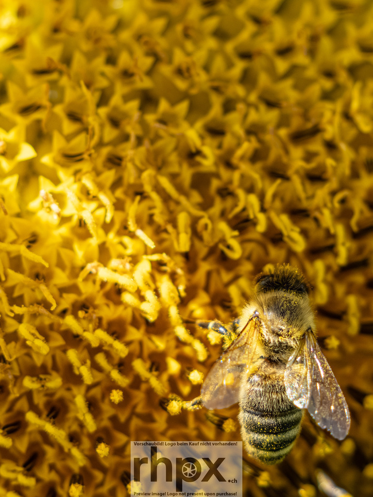 Fleissige Biene auf Sonnenblume | <p><strong>Leben. Fleiss. Natur.</strong></p><p>Eine detailreiche Makroaufnahme fängt den Moment ein, in dem eine Biene inmitten goldgelber Röhrenblüten Pollen sammelt. Das Zusammenspiel von lebendiger Natur und der faszinierenden Struktur der Sonnenblume unterstreicht die Bedeutung der kleinsten Helfer in unserem Ökosystem.</p><p>Wähle unter "Produktauswahl" dein Wunschformat: Vom klassischen Wandbild über Puzzle & Tassen bis zum digitalen Download (z.B. als Handy-Hintergrund).</p><br> - Realisiert mit Pictrs.com