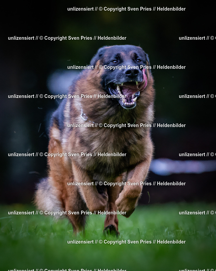 Sven Pries | 2024-10-19 - Hunderennen Ober-Grombach - Realisiert mit Pictrs.com