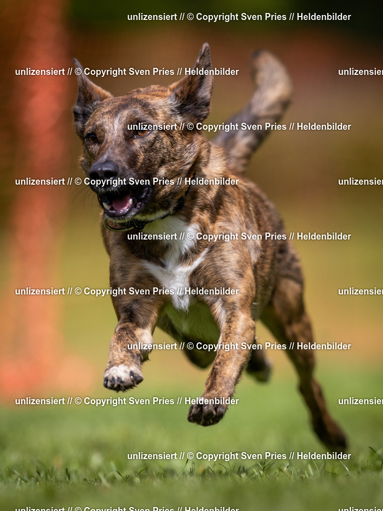 Sven Pries | 2024-04-21 - Hunderennen Baden-Oos
Foto: Sven Pries - Realisiert mit Pictrs.com