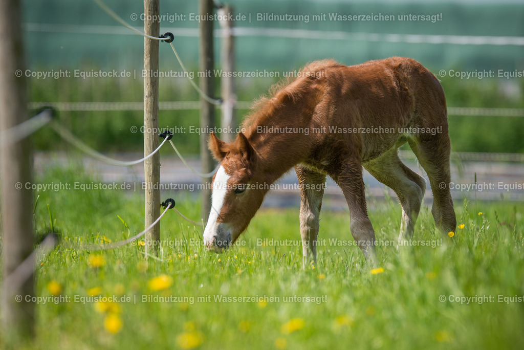 20160504_Fohlen_0048 | Foto: Thomas Hartig