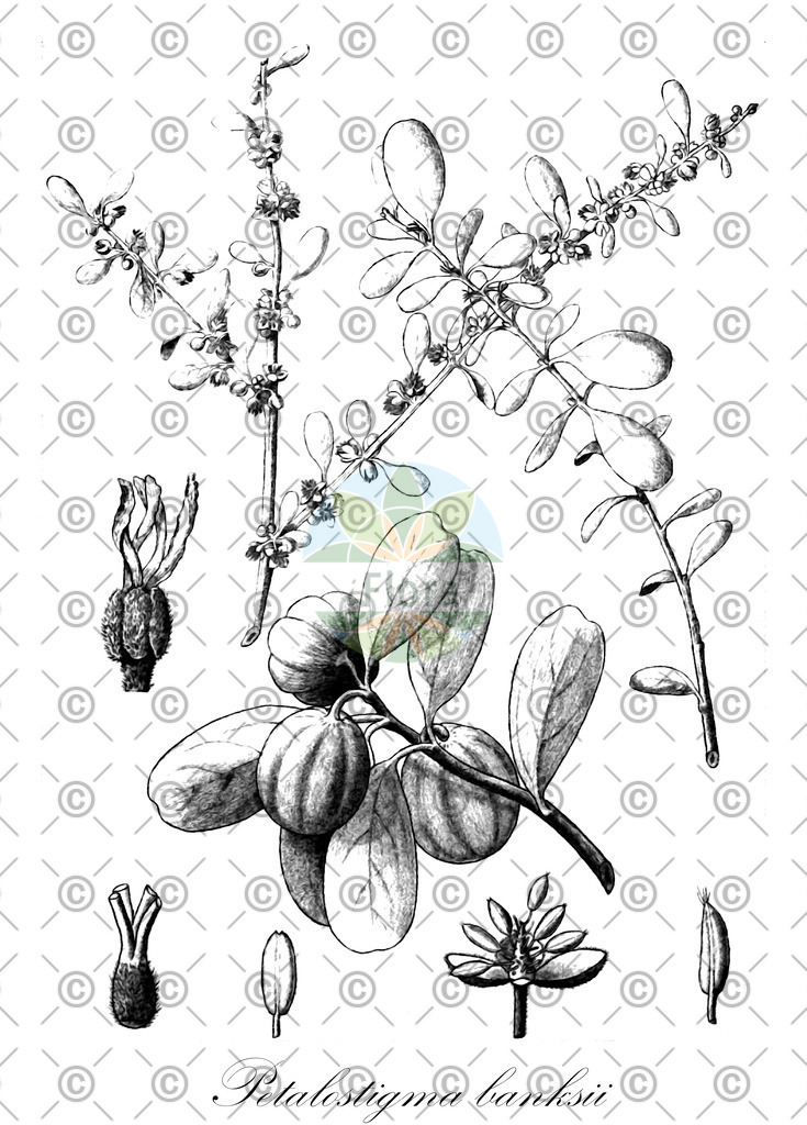 HistAbb_EMP_129195_SRC_Schlechtendal_FLORAD_SIMPLE | Historische Abbildung von Petalostigma banksii - Picrodendraceae | Historical Illustration of Petalostigma banksii - Picrodendraceae