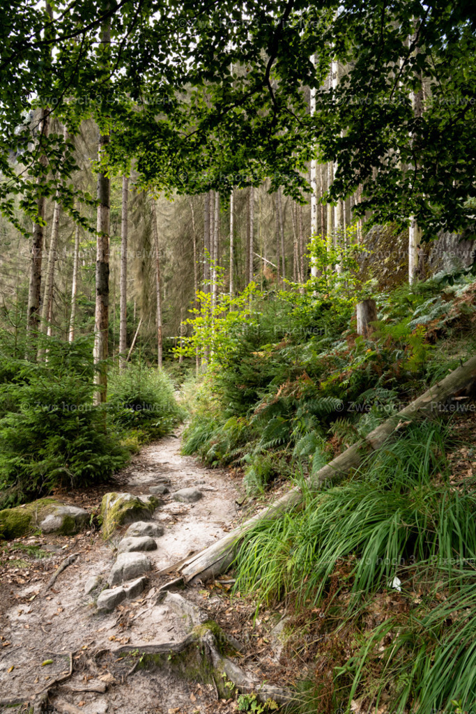 Koenigsweg_Nahe_Wolfsfalle_Wald_Waldweg_Sand_Gras | 2022-09-02_Waldbrandgebiete_2 - Realisiert mit Pictrs.com