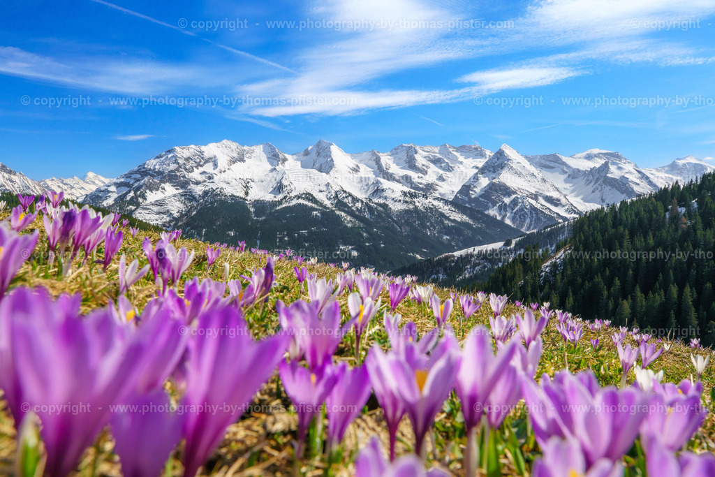 Krokusblüte Tux copyright  Thomas Pfister-6 | PHOTOGRAPHY BY THOMAS PFISTER