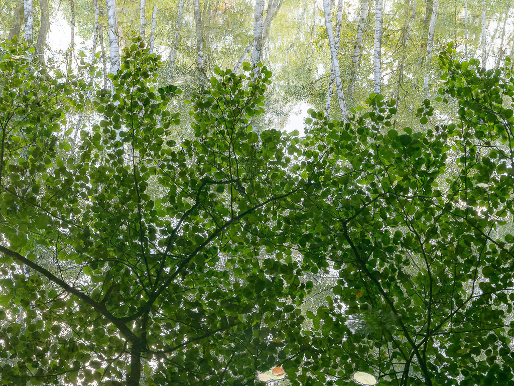 unterdacht | Birkenspiegelung auf Kuhlake - Realisiert mit Pictrs.com