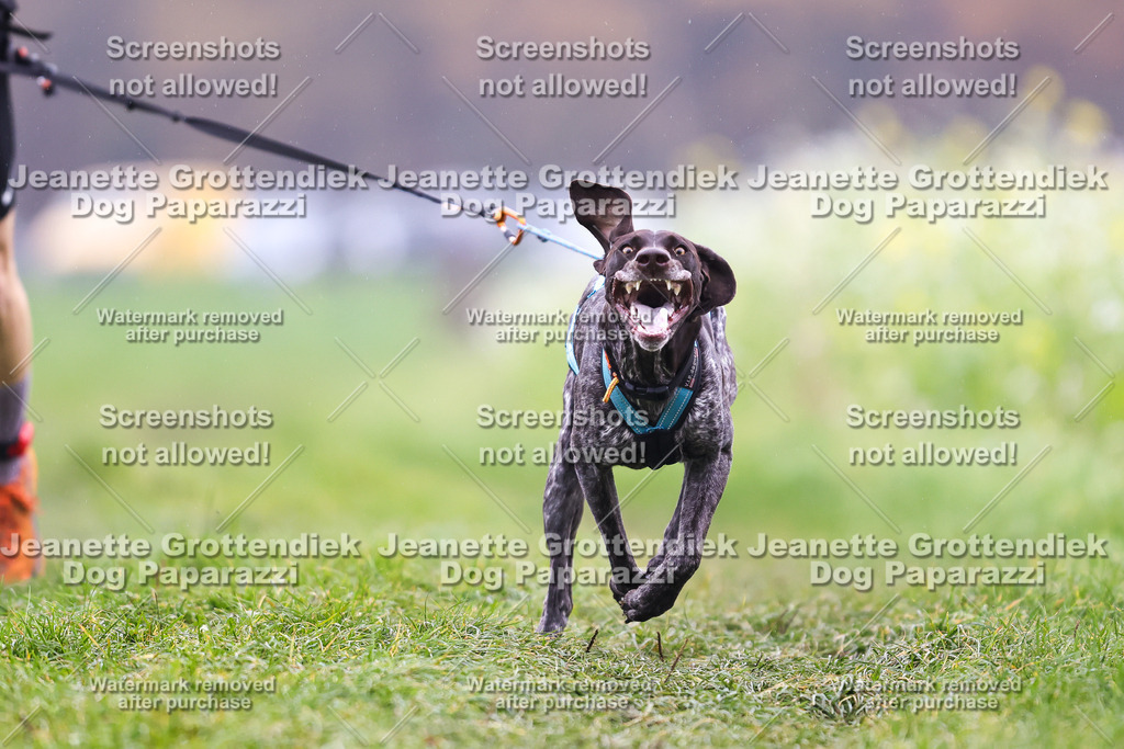 Dog Paparazzi - Visbeck 25 -791 | Dog Paparazzi Jeanette Grottendiek Fotografie & Videografie - Realisiert mit Pictrs.com