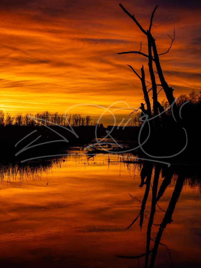 Fluss Sonnengang | Naturschönheiten aus Deutschland. Pflanzen und Tiere, Insekten und Naturschauspiele. Alle schönen Details, die uns umgeben, fotografiert von Michi Moc.  - Realisiert mit Pictrs.com