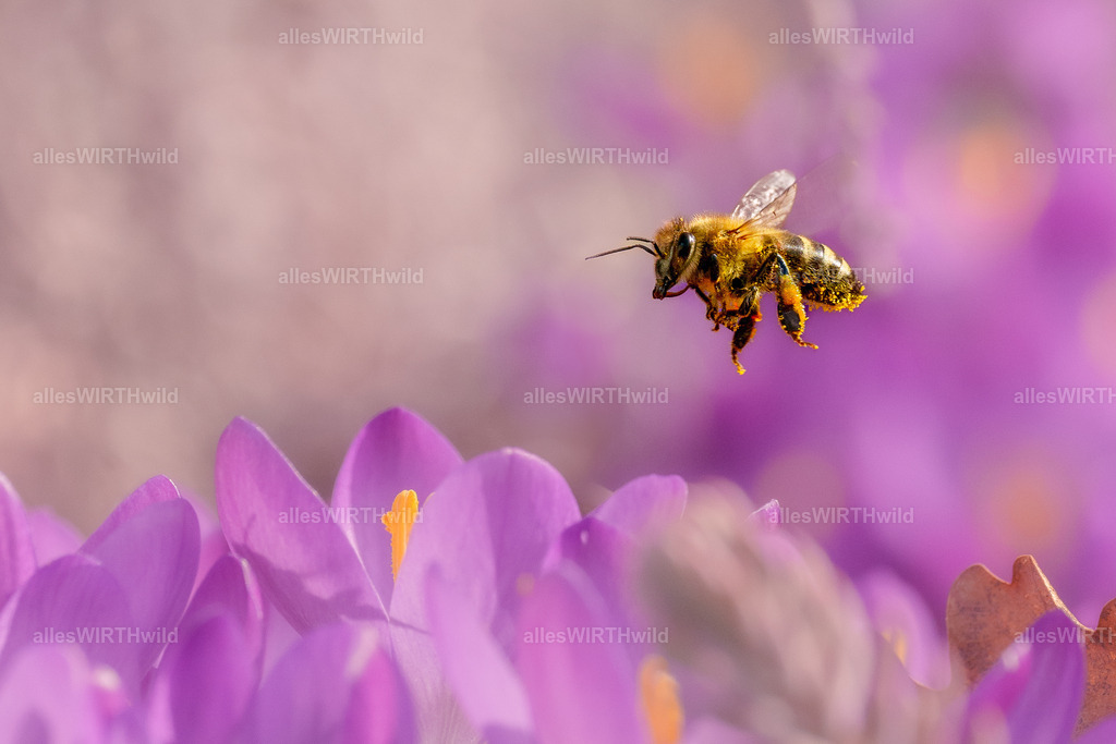 Sum sum sum | Entdecke die faszinierende Welt der Natur- und Wildlife-Fotografie von Daniel und Bärbel. Inspirierende Bilder von wilden Tieren und kleinen Naturwundern.