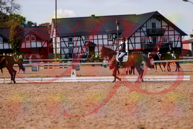 2026_10_03_Siefer-Hof_133145_Z81_86330774 | Professionelle Reitsport-, Turnier- und Eventfotografie von Robert Broda. Galerien mit ausgewählten und bearbeiteten Bildern direkt online ansehen und bestellen.