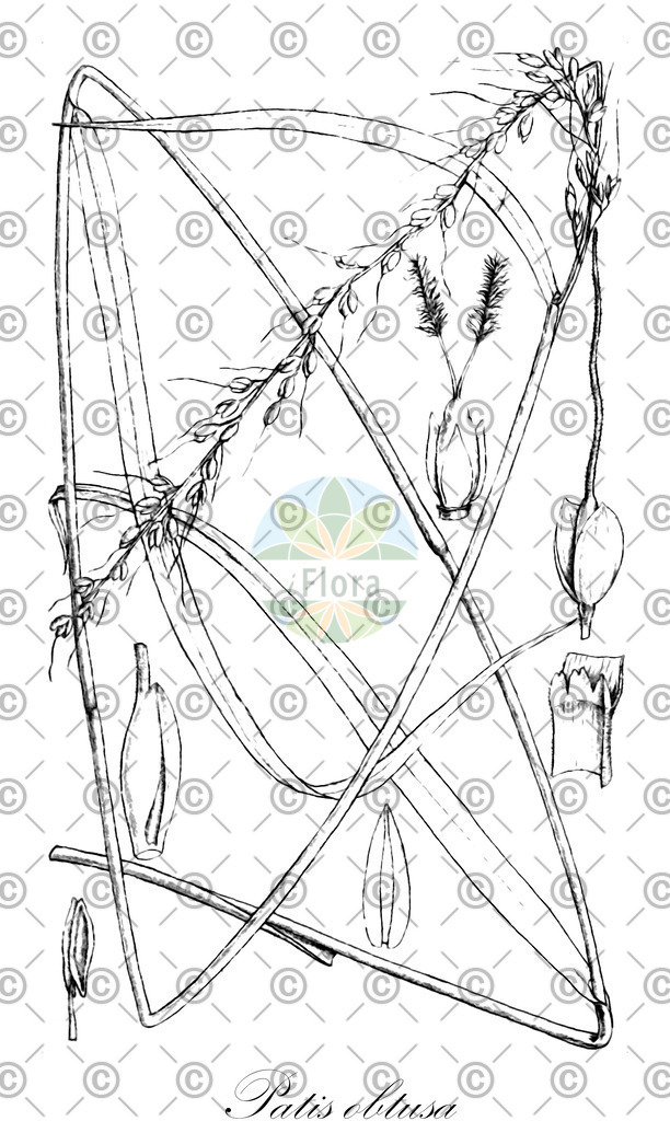 HistAbb_wfo-0000778250_1_ENZY_Simple | Historische Abbildung von Patis obtusa - Poaceae | Historical Illustration of Patis obtusa - Poaceae