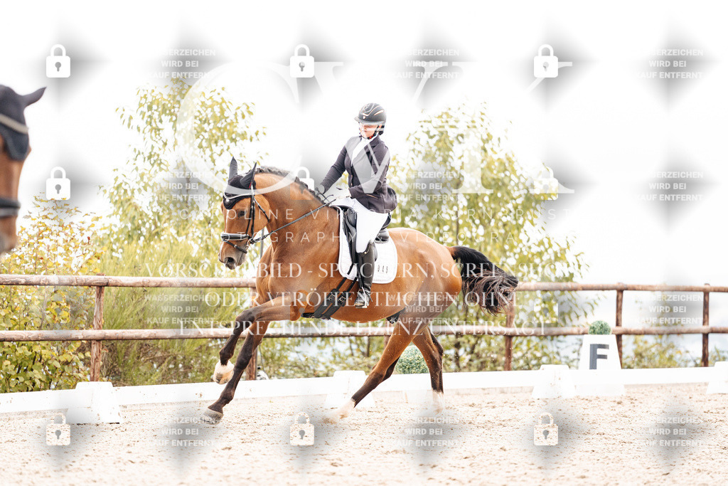 CK900858 | Turnierfotografie Pferdefotografie Trier Rheinland-Pfalz Pferdesport Reitsport Tierfotografie Sportfotografie Pferdevideo Pferdevideografie Equestrianvideography equestrianphotography  - Realisiert mit Pictrs.com